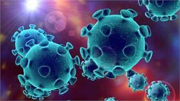 犬猫冠状病毒和新型冠状病毒的区别!犬猫该如何预防这两种病毒