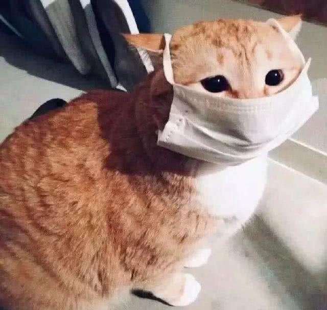 犬猫冠状病毒和新型冠状病毒的区别!犬猫该如何预防这两种病毒