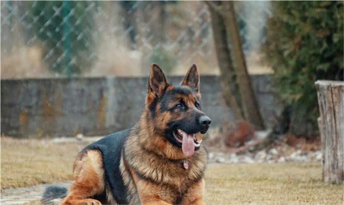 该不该给您的狗喂生肉?