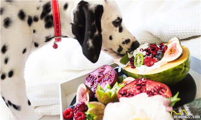 该不该给您的狗喂生肉?