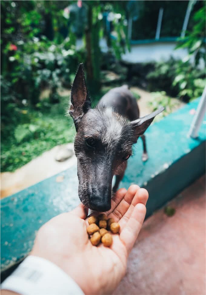 该不该给您的狗喂生肉?