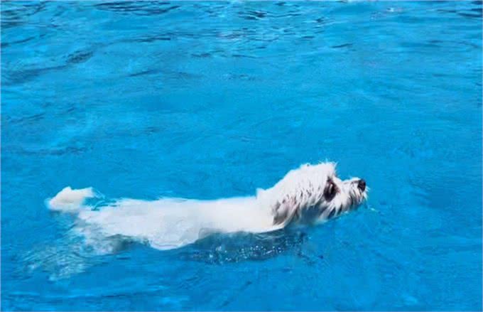 带狗去游泳,又能玩又解暑一举两得,但这几种狗狗要注意了