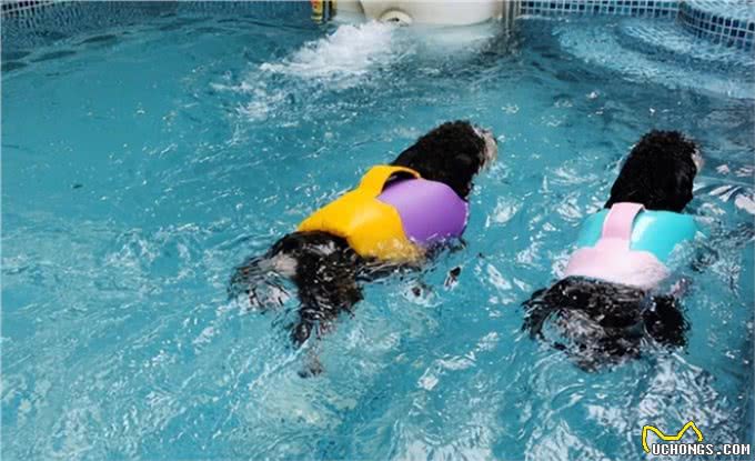 带狗去游泳,又能玩又解暑一举两得,但这几种狗狗要注意了