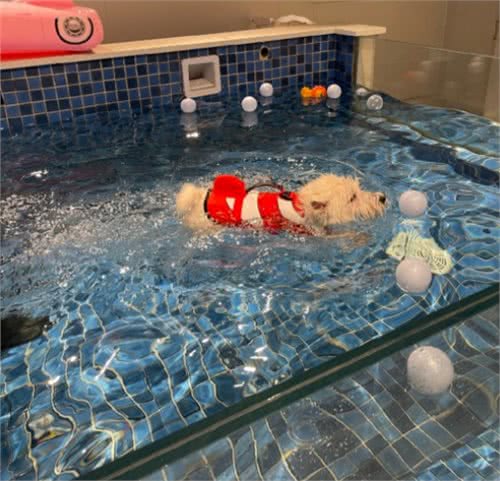 带狗去游泳,又能玩又解暑一举两得,但这几种狗狗要注意了
