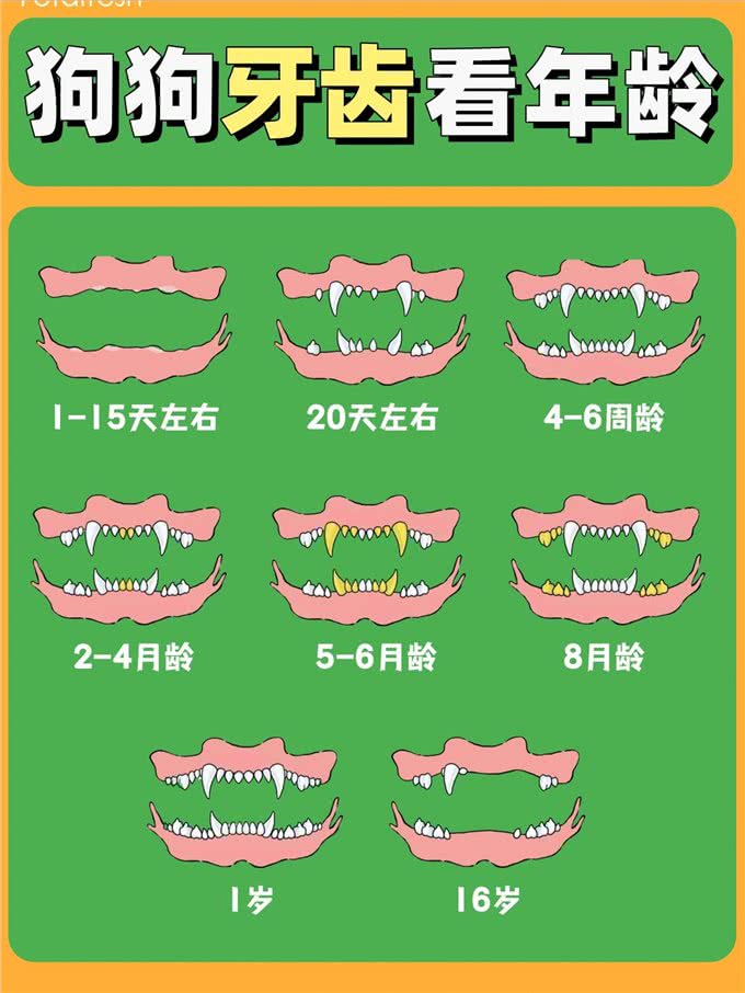 只需1分钟,教你根据狗狗的牙齿,判断它的年龄