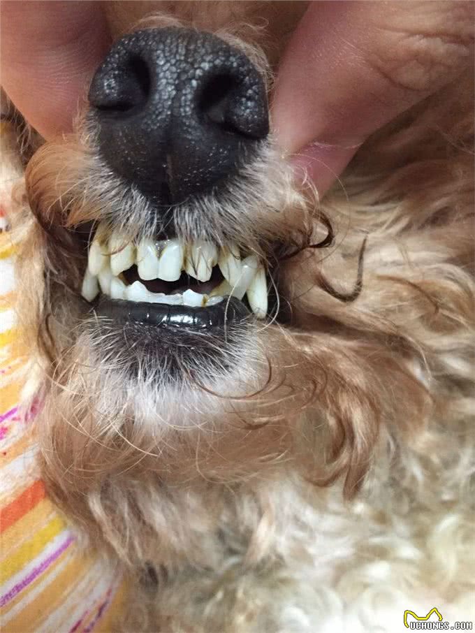 只需1分钟,教你根据狗狗的牙齿,判断它的年龄