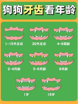 只需1分钟，教你根据狗狗的牙齿，判断它的年龄