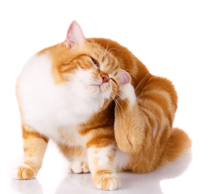 让铲屎官头疼的猫咪耳螨，让我们一起学习如何治疗