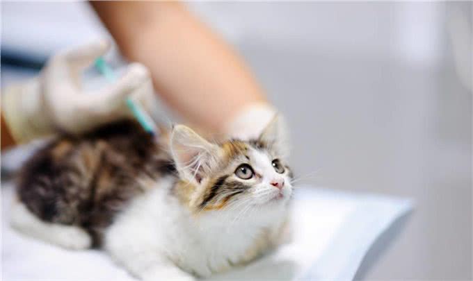 让铲屎官头疼的猫咪耳螨，让我们一起学习如何治疗
