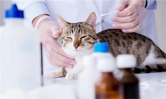 让铲屎官头疼的猫咪耳螨，让我们一起学习如何治疗