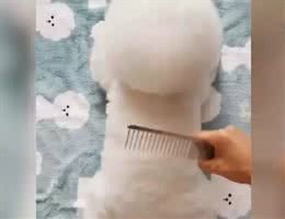 狗主人给比熊梳毛，然后发现自己饿了，奇怪这里怎么有个棉花糖?