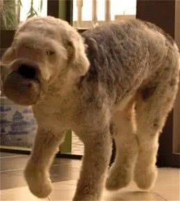 合肥禁养犬种39-弗兰德牧羊犬