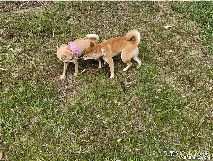 训犬神器，电子遥控项圈的使用方法