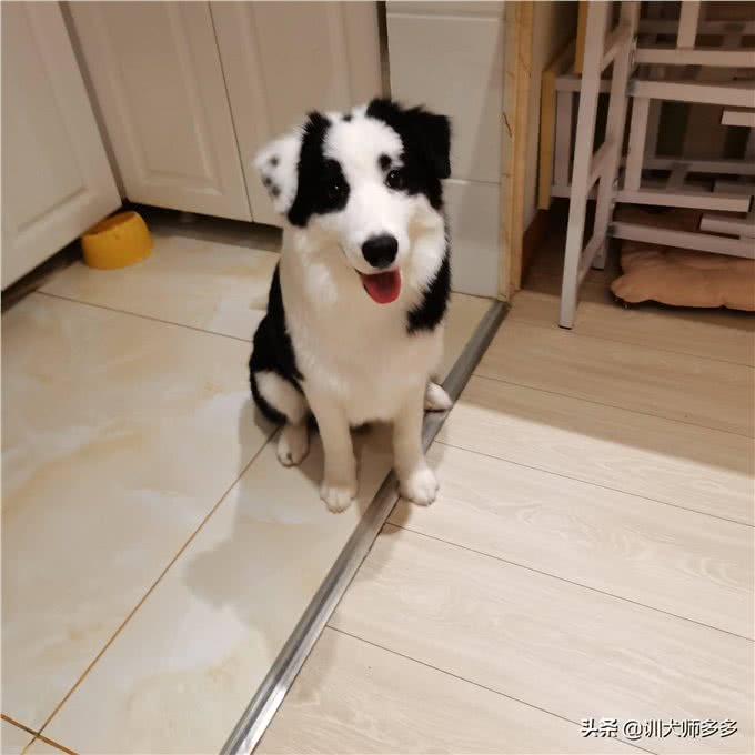 训犬神器，电子遥控项圈的使用方法