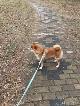 训犬神器，电子遥控项圈的使用方法