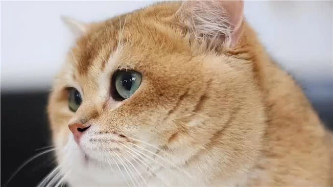 今日份智商税科普|那些年养猫交的智商税，你花了没?