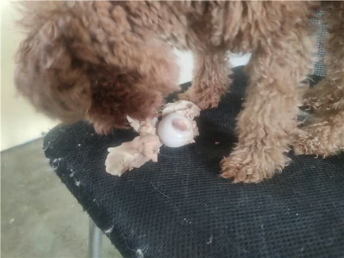 给狗磨牙还是自己煮筒骨更好也更划算