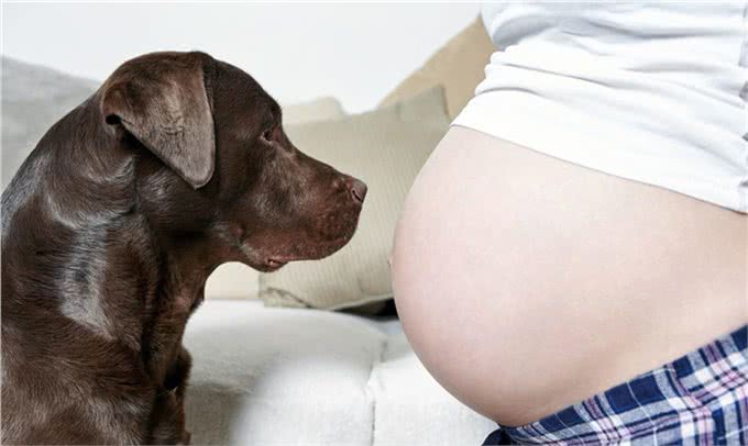 判断母犬怀孕的6种方法?