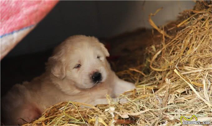 判断母犬怀孕的6种方法?
