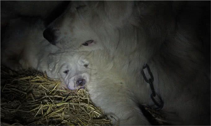 判断母犬怀孕的6种方法?