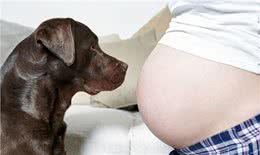 判断母犬怀孕的6种方法?