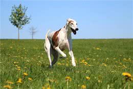 惠比特犬和灵缇的区别，惠比特和灵缇犬有什么区别