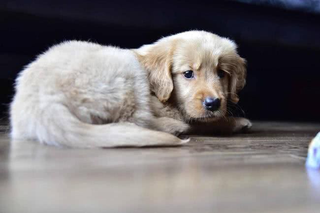 金毛毛发变白怎么办?这种情况正常吗?主人们应该怎么处理?