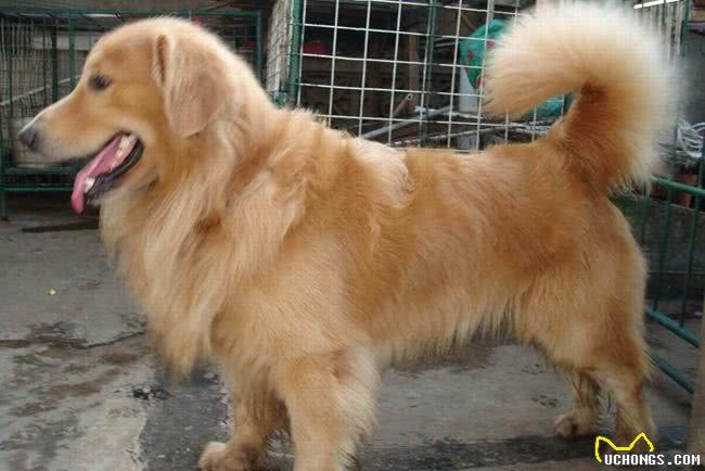 金毛毛发变白怎么办?这种情况正常吗?主人们应该怎么处理?