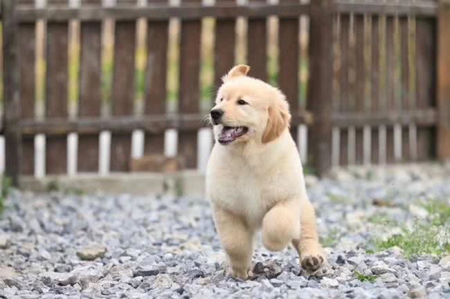 金毛毛发变白怎么办?这种情况正常吗?主人们应该怎么处理?