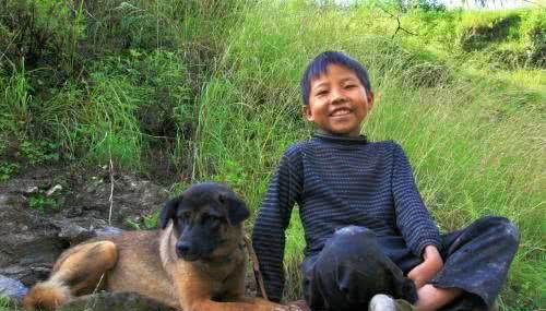 中华名犬—凉山犬