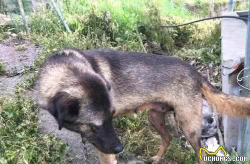 中华名犬—凉山犬