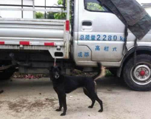 中华名犬—凉山犬