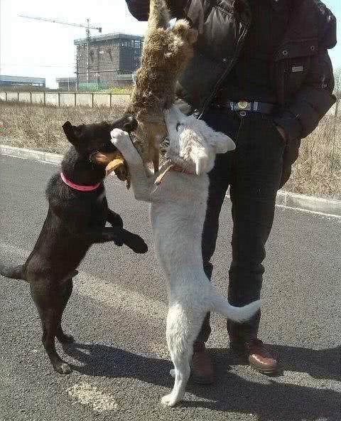 中华名犬—凉山犬