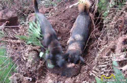 中华名犬—凉山犬