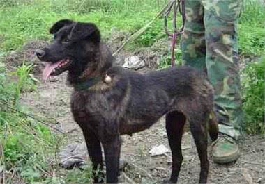 中华名犬—凉山犬