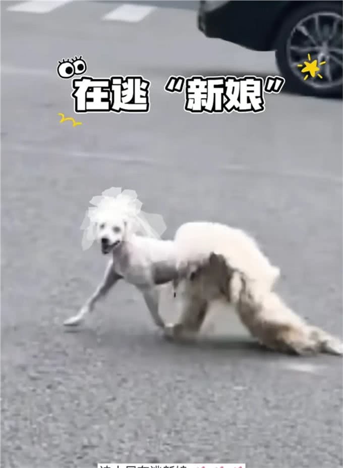 狗狗剃毛中途越狱，店主急寻爱宠，狗狗:别想抢我的皮大衣!