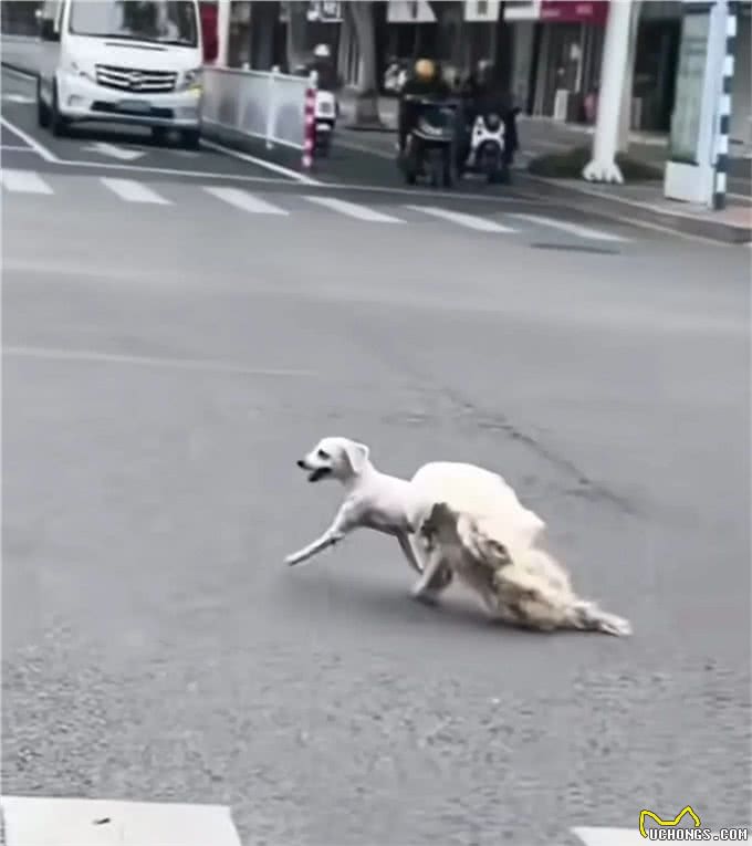 狗狗剃毛中途越狱，店主急寻爱宠，狗狗:别想抢我的皮大衣!