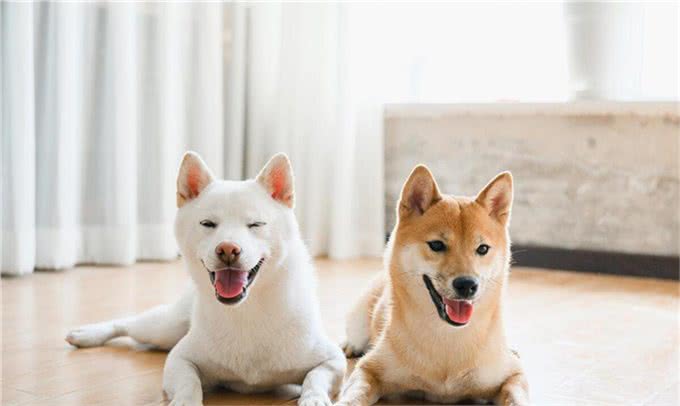 猫言狗语交流手机软件!让宠物听得懂你的话!轻松与猫狗进行交流