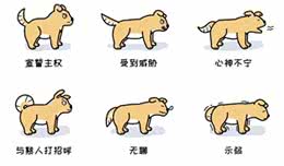 犬语密码：遇到两条狗，一个摇尾巴，一个不摇，千万要注意!