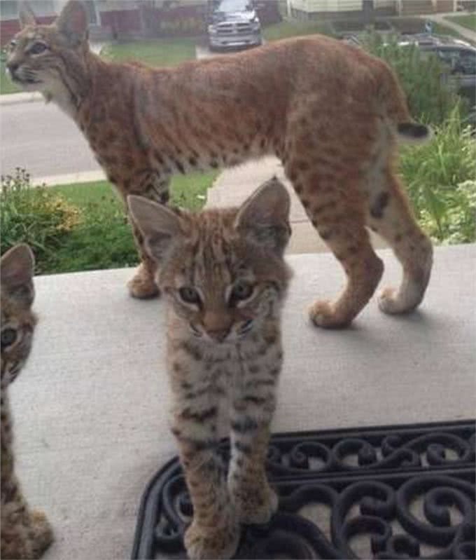 她拍到野生短尾猫上门时大家都融化，但背后原因却让人无法开心