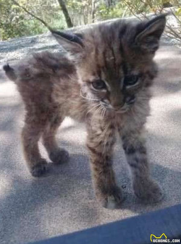 她拍到野生短尾猫上门时大家都融化，但背后原因却让人无法开心