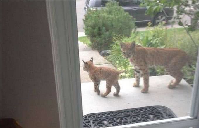 她拍到野生短尾猫上门时大家都融化，但背后原因却让人无法开心