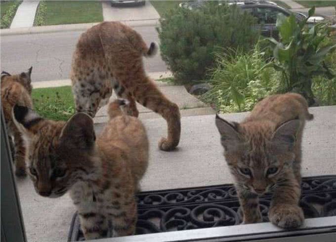 她拍到野生短尾猫上门时大家都融化，但背后原因却让人无法开心