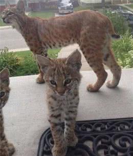 她拍到野生短尾猫上门时大家都融化，但背后原因却让人无法开心