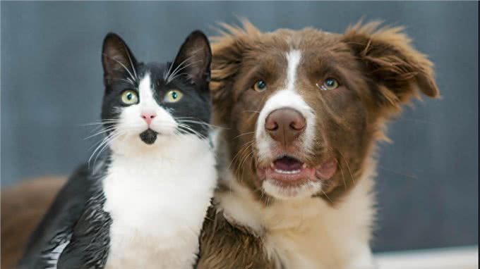 猫狗智商大比拼，揭秘谁才是真正的智慧之星