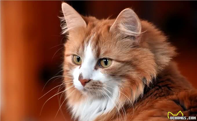 猫狗智商大比拼，揭秘谁才是真正的智慧之星