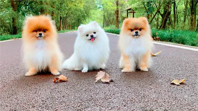 猫狗智商大比拼，揭秘谁才是真正的智慧之星