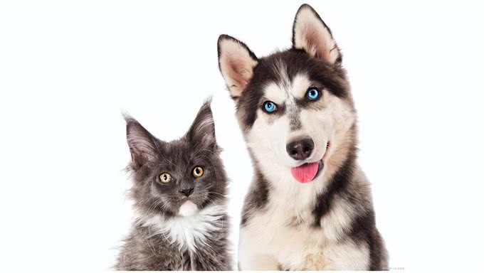 猫狗智商大比拼，揭秘谁才是真正的智慧之星