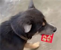狗狗出门玩耍叼回一个红包，网友表示这是狗来富好兆头