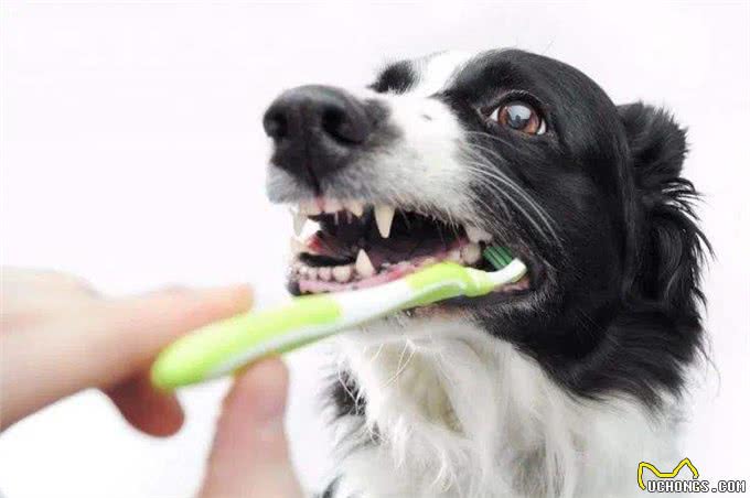狗狗口腔护理，如何给狗狗刷牙?